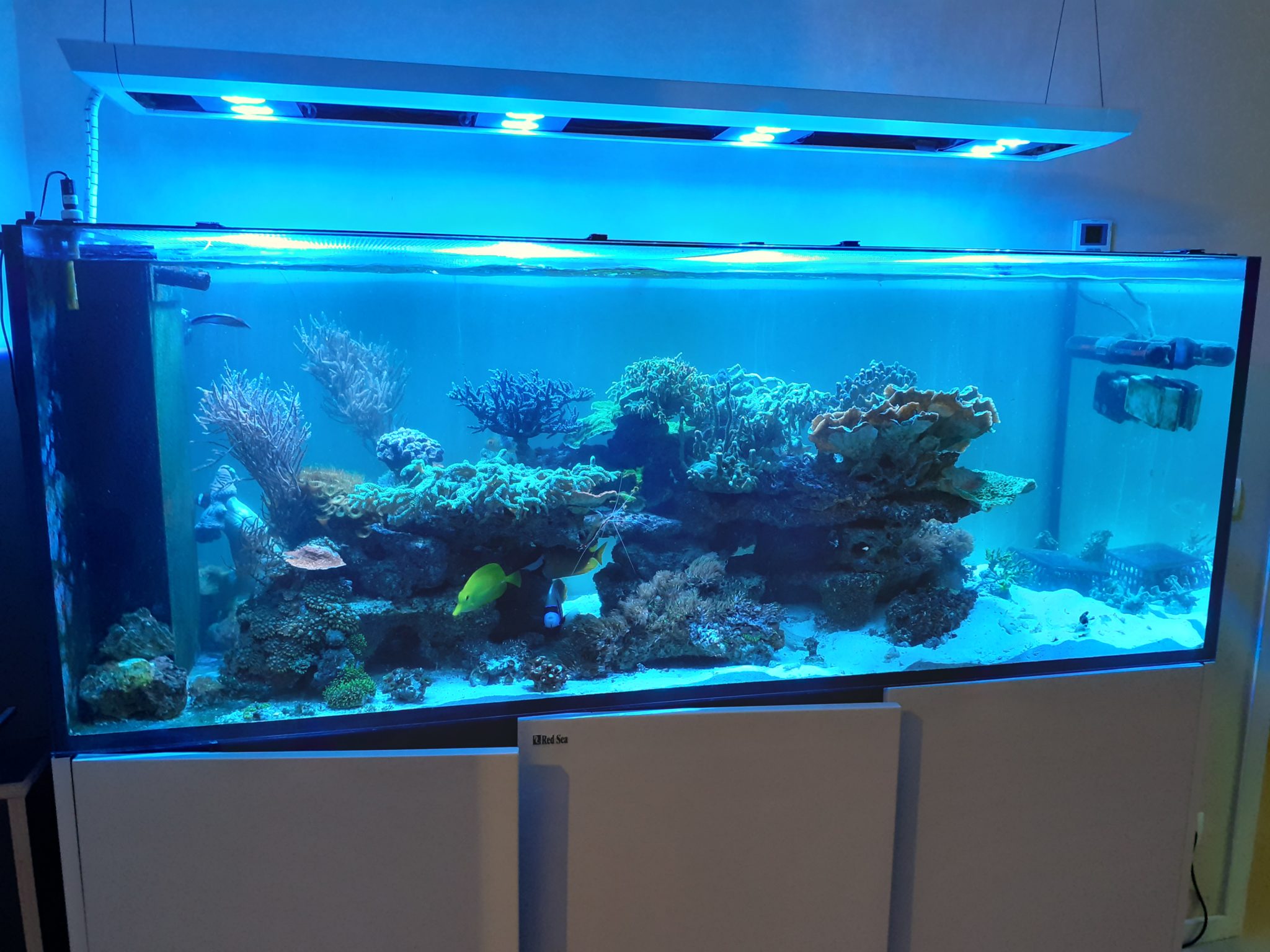 Aquarium Eau De Mer Clé En Main